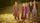Alison Krauss and Union Station