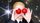 Semler