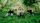 she's green