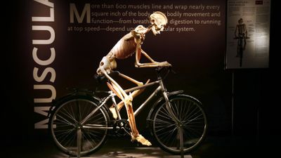 Bodies, the Exhibition