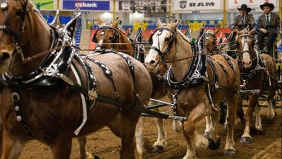 Draft Horse Show - Sun. Jan. 24 1pm