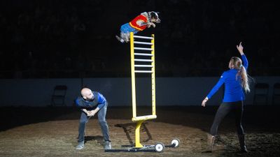 Xtreme Dogs - Mon. Jan. 18 1:30pm