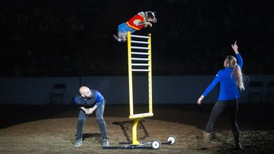 Xtreme Dogs - Sun. Jan. 17 1pm